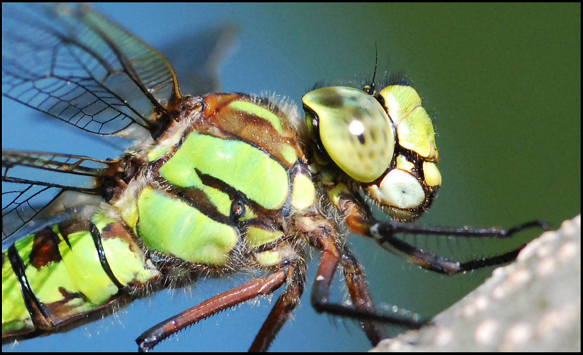 ritratto di Aeshna cyanea femmina